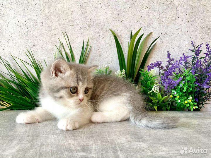 Британская кошечка
