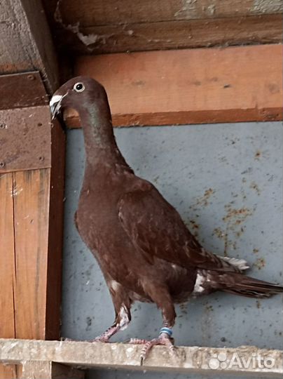 Голуби почтовые, русские