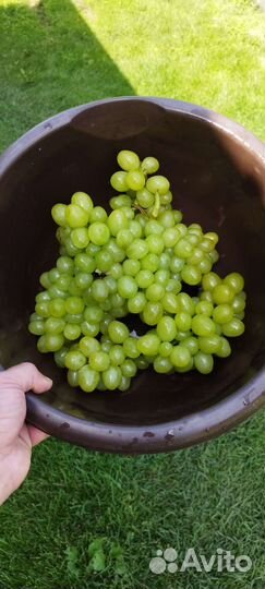 Саженцы винограда Аркадия
