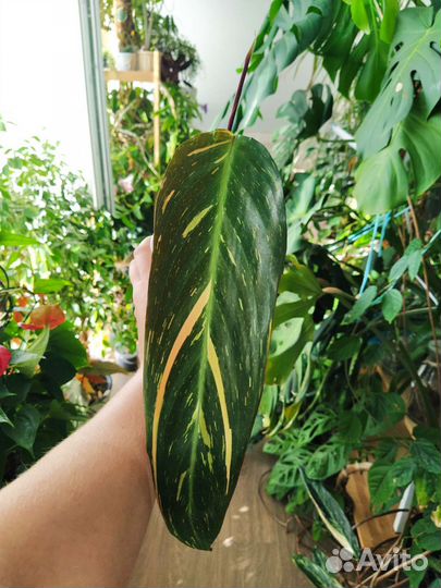 Строманта триколор