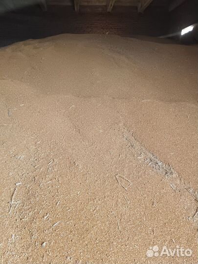 Просо красное