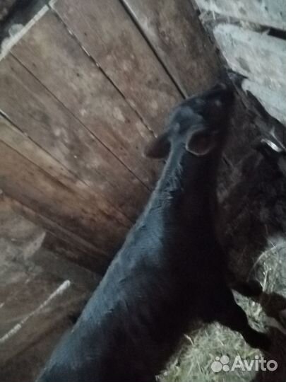 Телята бычки