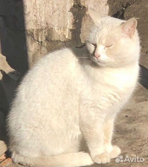 Белая кошечка,Турецкая ангора,выживающая на улице