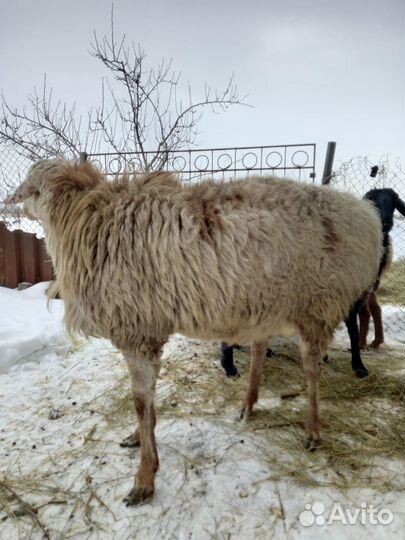 Гейсарский баран
