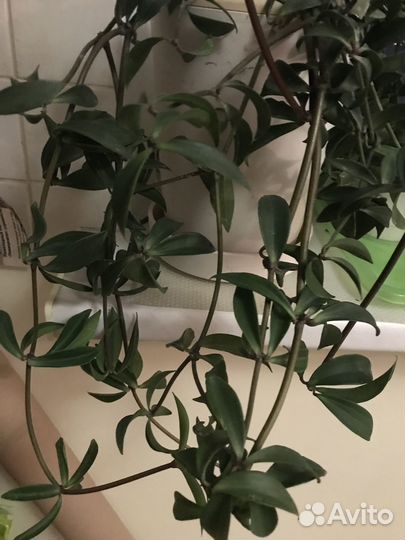 Пеперомия перескиелистная комнатные растения