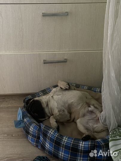 Мопс вязка мальчик