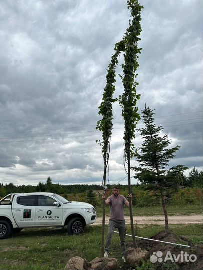 Липа 4-5-6 м, клен, рябина, вяз, дуб, черемуха. Кр