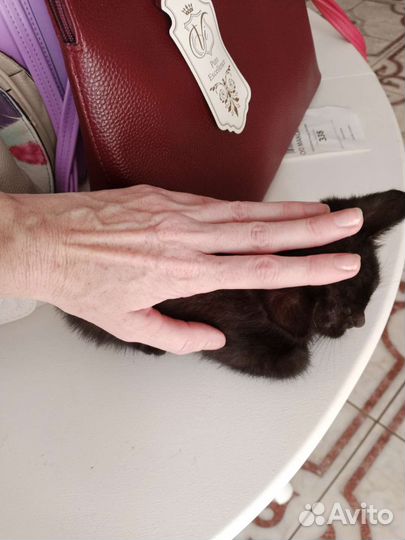 Котенок мальчик бесплатно