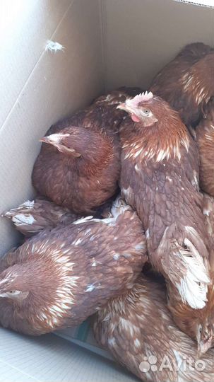 Потрясающие курочки