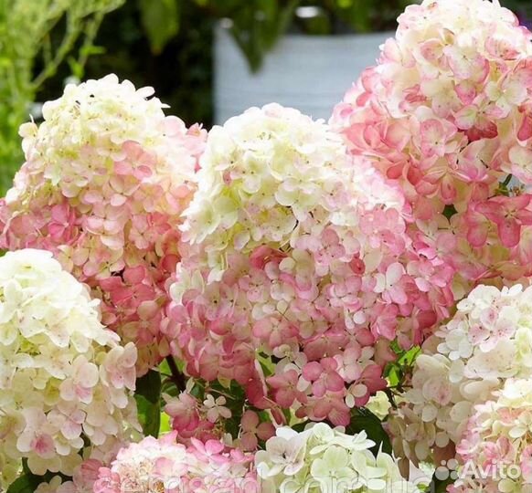 Гортензия метельчатая Саммер Лав, опт