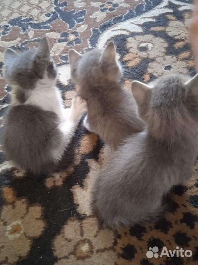 Котята в добрые руки бесплатно