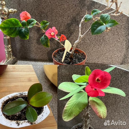 Пахистахис,Фикус,Герань,Суккулент,аспидистра,молоч