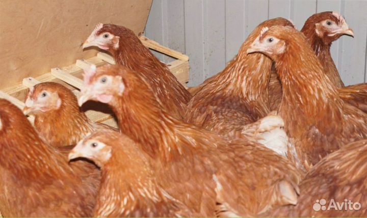 Яичные несушки с доставкой