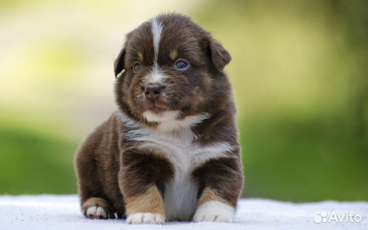 Малыш миниатюрной американской овчарки