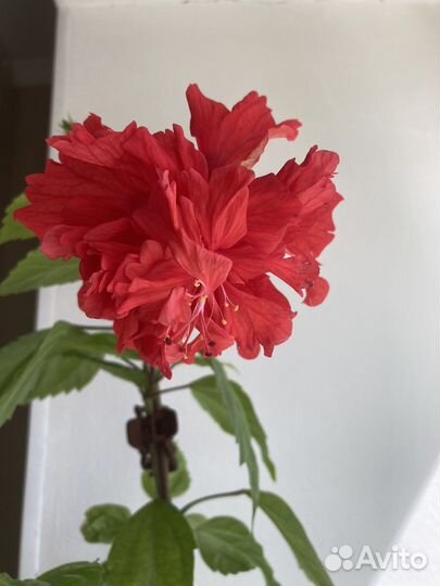 Гибискус сортовой Кровавая Мэри