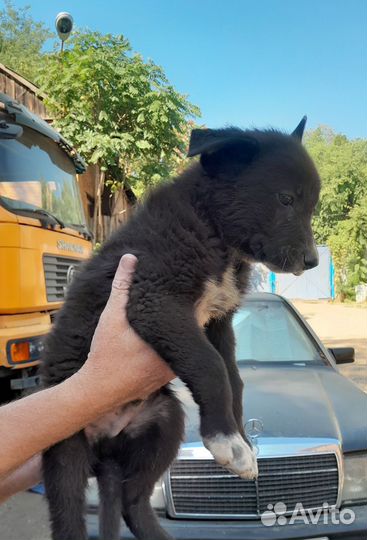 Щенок в добрые руки бесплатно
