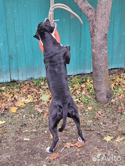 Питбуль вязка