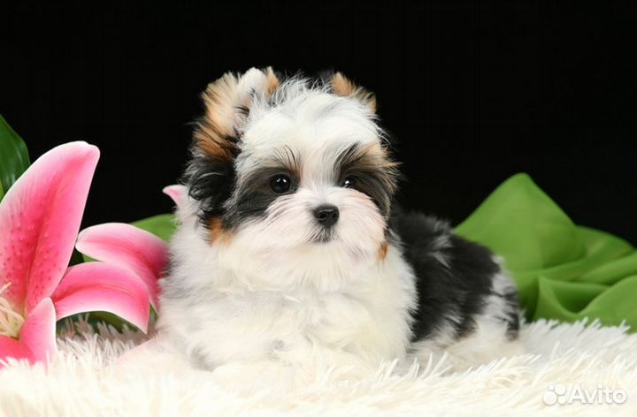 Щенок бивер терьер девочка, шоу