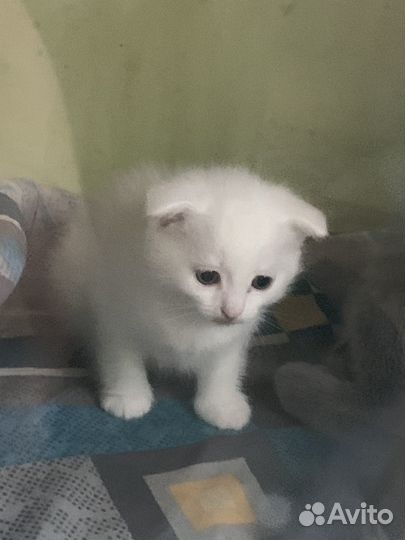 Котёнок турецкой ангоры