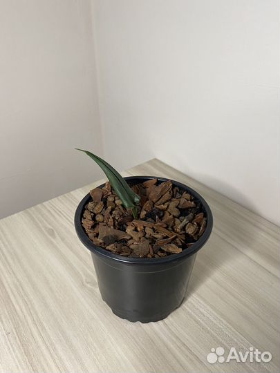 Эухарис или амазонская лилия