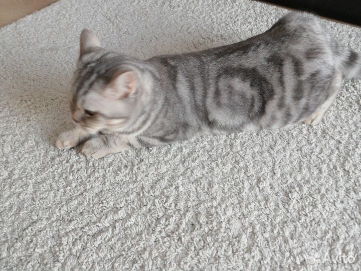 Кошка для вязки, ищет кота