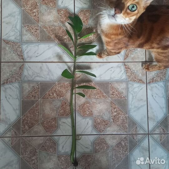 Замиокулькас