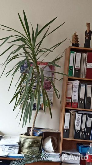 Пальма веерная и другие комнатные растения