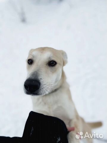 Собака боится остаться одна