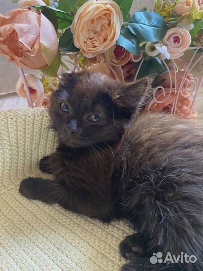 Котятам нужна помощь.Дом или передержка