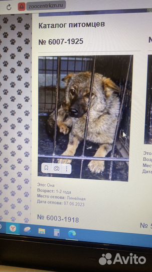 Собака в добрые руки