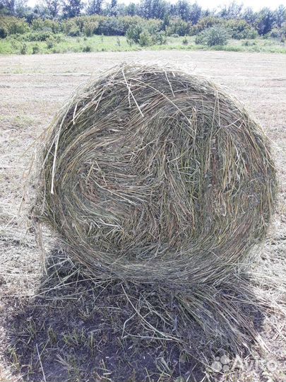Сено в рулонах