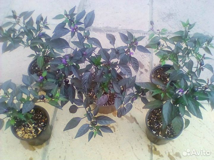 Острый перчик комнатный