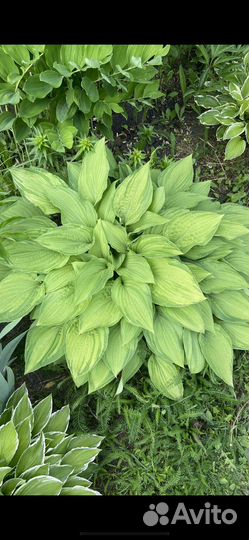 Хосты (большие хосты)