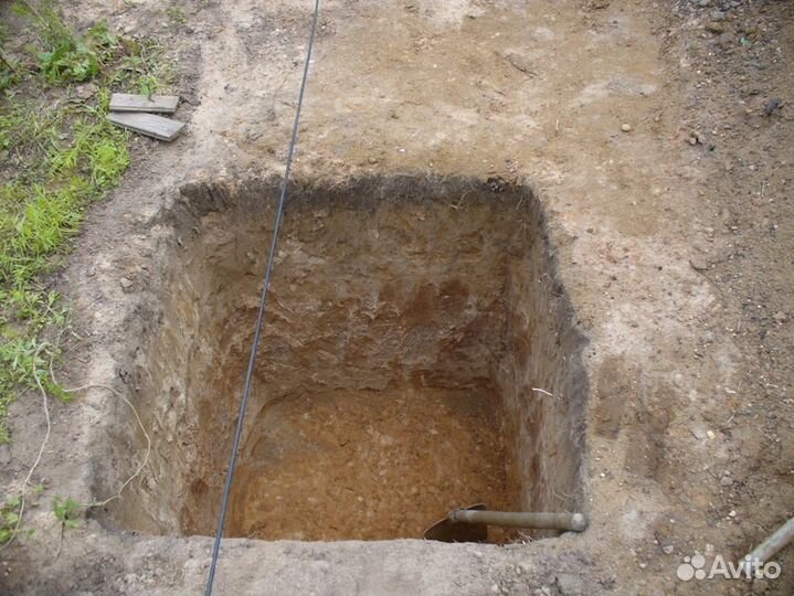 Продам саженцы винограда