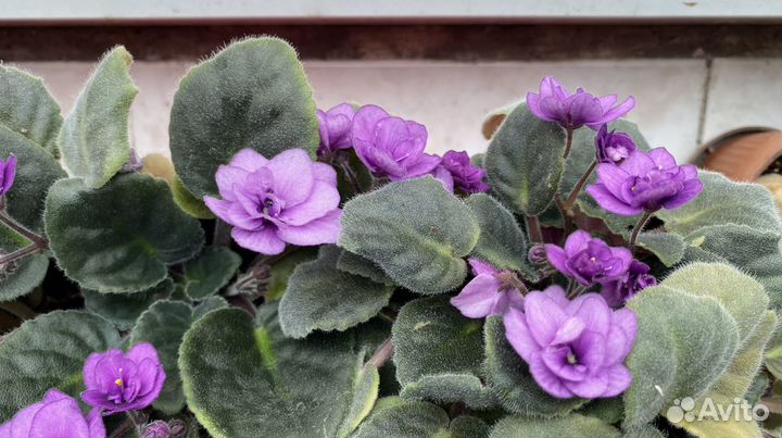 Фиалка узамбарская