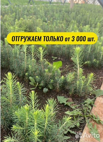 Сеянцы ели зкс