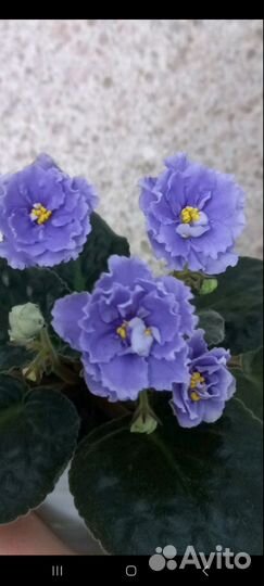 Сортовые фиалки