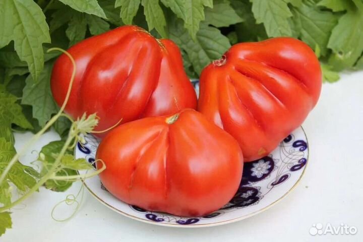 Рассада Помидоры Перцы Капуста Баклажаны Огурцы