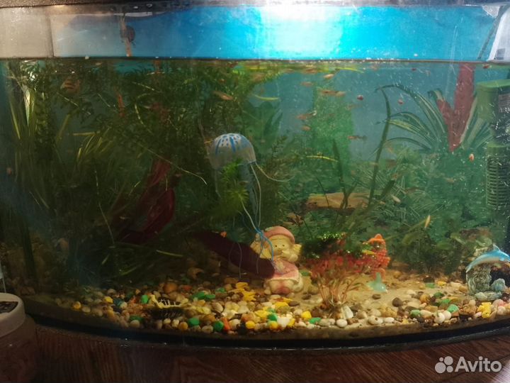 Аквариум