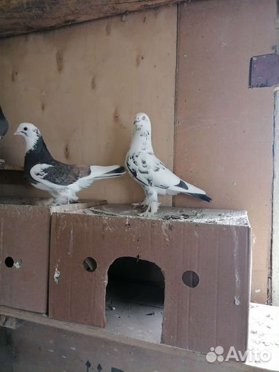 Узбекские игровые бойные голуби