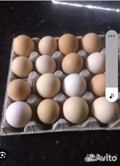 Инкубационное яйцо австралорп