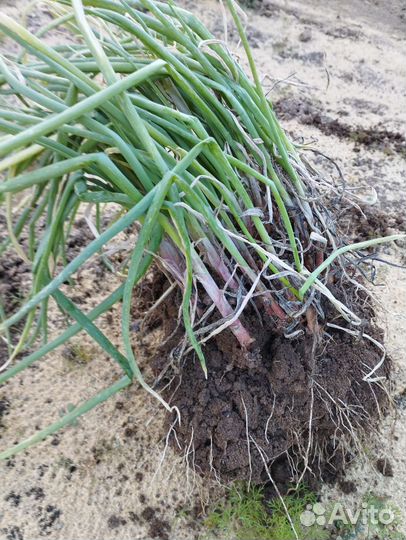 Рассада Семейного Лука