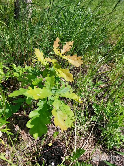 Дуб обыкновенный