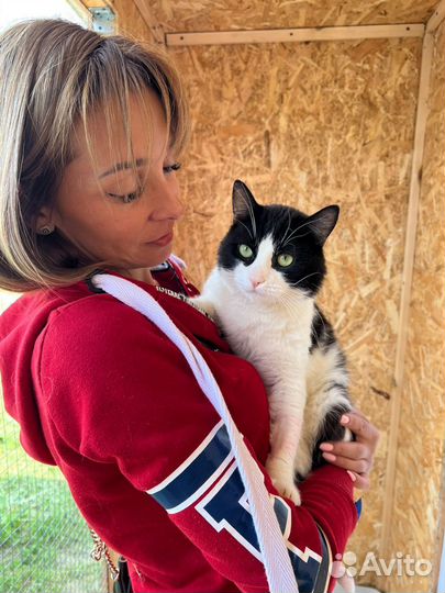 Черно-белый красавец кот из приюта