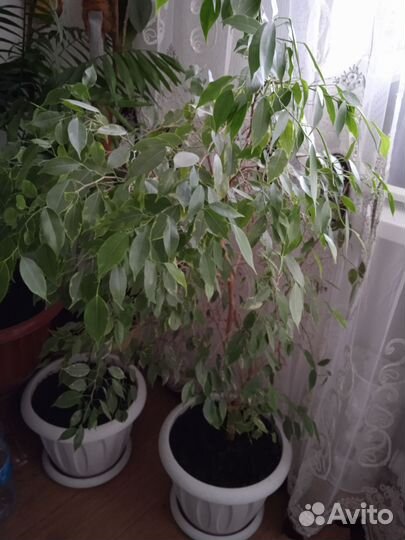 Фикус бенджамина