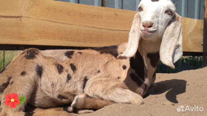 Нубийский козел