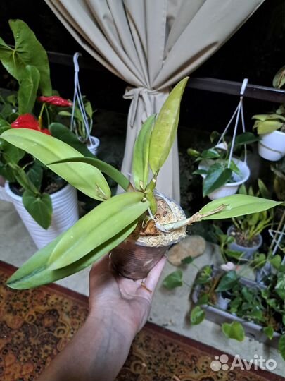 Орхидеи катлеи