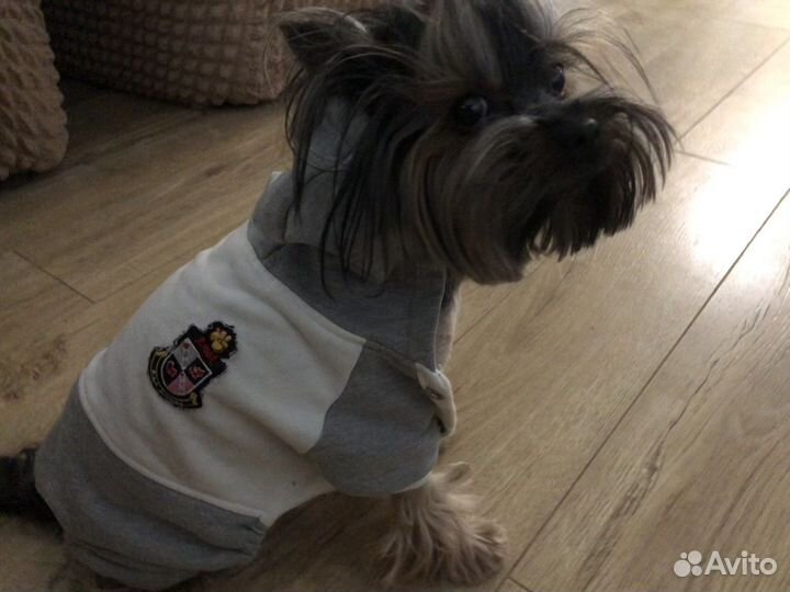 Кофта для собаки