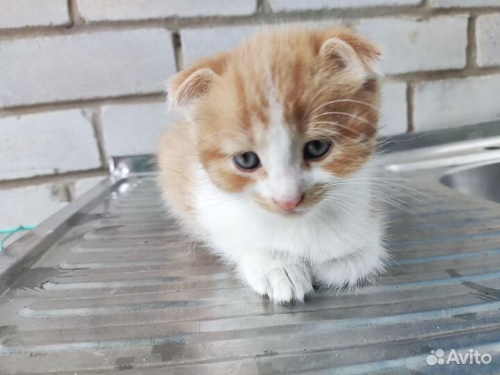 Кошка в дар бесплатно