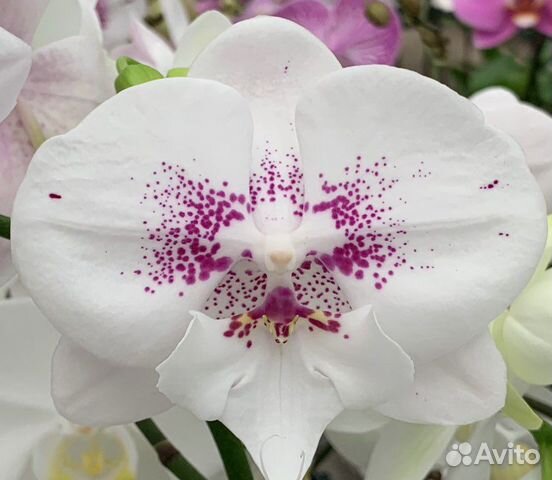 Орхидея фаленопсис I-Hsin Purple Angel